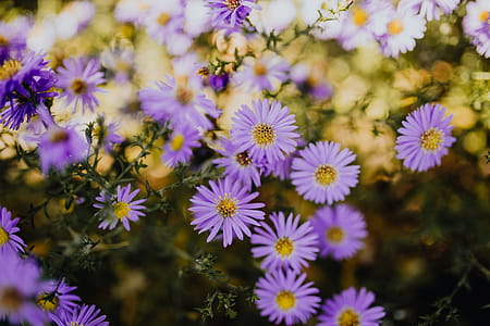 Small purple flowers in the garden thumbnail