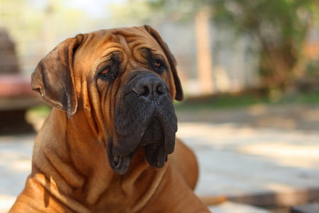 close up photography of brown adult dog thumbnail