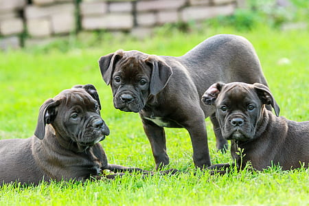 three gray puppy litter on green grass thumbnail
