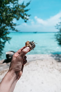 person holding conch thumbnail