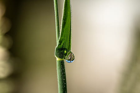 macro photography of leaf and droplet thumbnail
