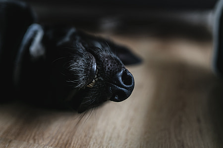 Adorable black dog thumbnail
