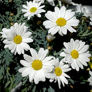 close-up photo of white daisy flowers thumbnail