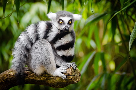 photography of gray, black and white animal thumbnail