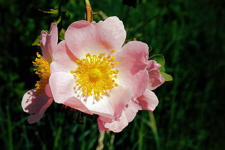 selective focus photography of pink dog rose flower thumbnail