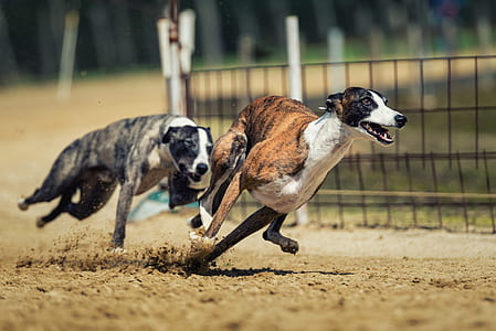 two grey brindle and brown brindle greyhounds racing thumbnail
