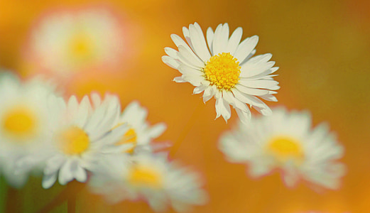 white petaled flowers thumbnail