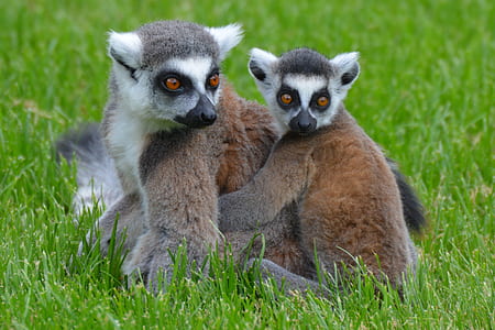 close-up photo of two brown and white lemurs on green grass thumbnail