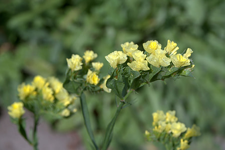 Sea ​​Lavender, Limonium thumbnail