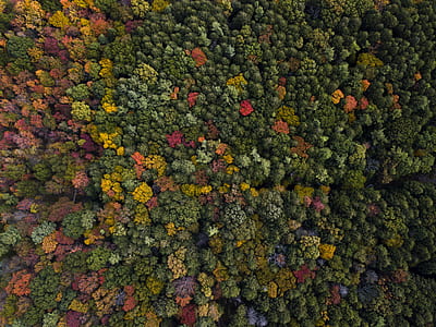 forest, tree, autumn, fall thumbnail