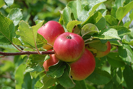 cluster of peach fruits thumbnail