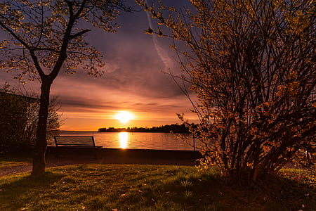bare trees photography during golden hour thumbnail