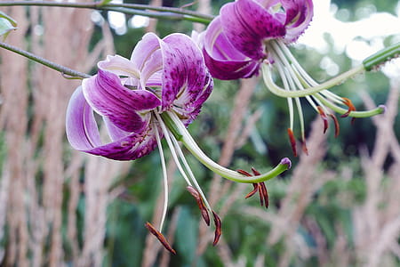 Lilium lancifolium is an Asian species of lily, native to China, Japan, Korea, and the Russian Far East. thumbnail