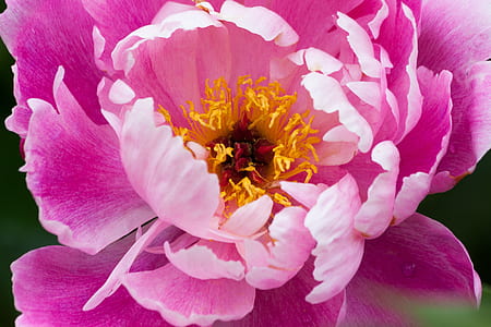 closeup photography of pink peony flower thumbnail