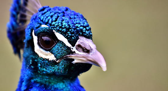 blue peacock thumbnail