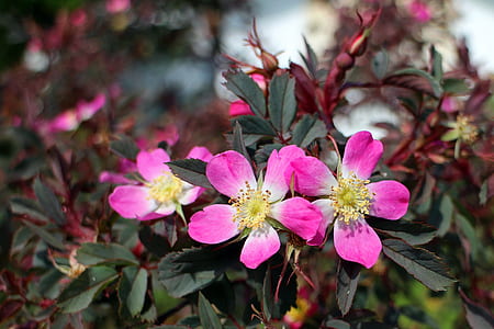 closeup photography of pink-and-white flowers thumbnail