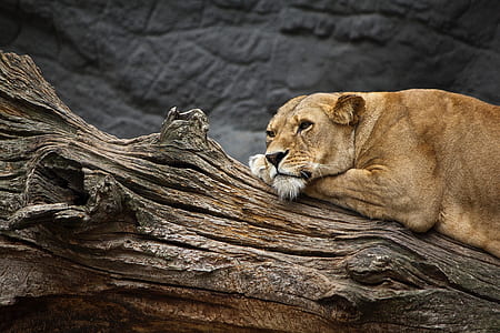 brown lioness on log at daytime thumbnail