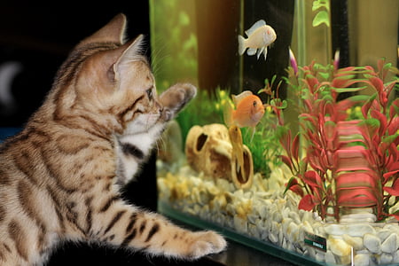 photo of brown tabby kitten looking at fish tank thumbnail