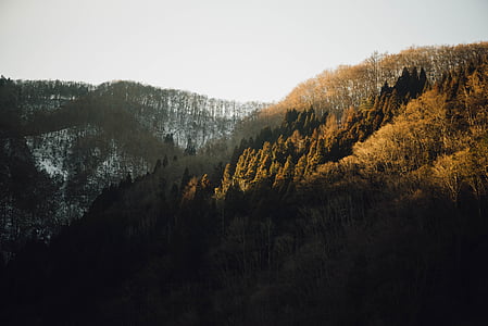 brown leaf forest thumbnail
