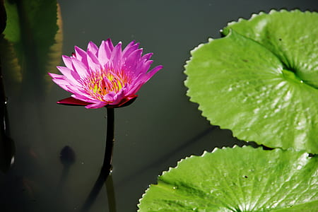 purple water lily flower near lily pad thumbnail
