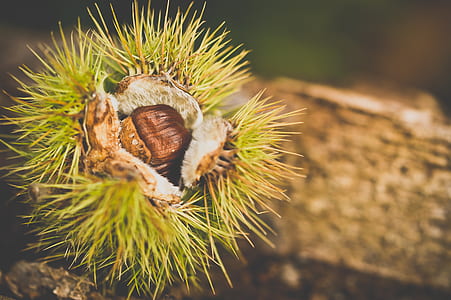 selective focus photo of green porcupine thumbnail