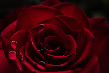 macro photography of red rose flower with water droplets thumbnail