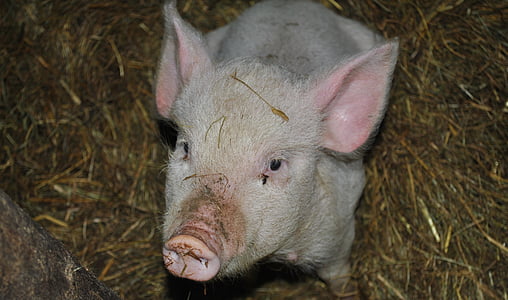 white pig on brown surface thumbnail