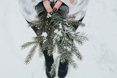 person holding green pine leaves with snow drops during winter thumbnail
