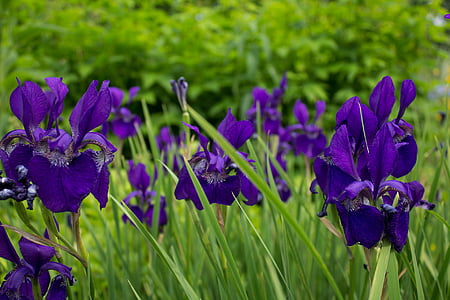 selective focus photography of blue petaled flowers thumbnail