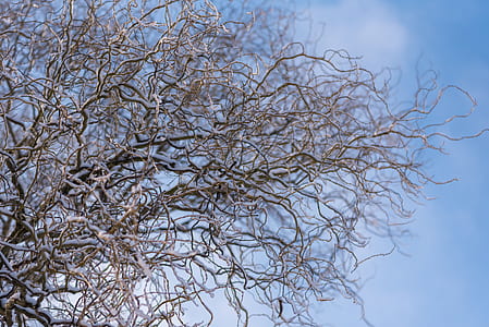 brown naked tree during daytime thumbnail