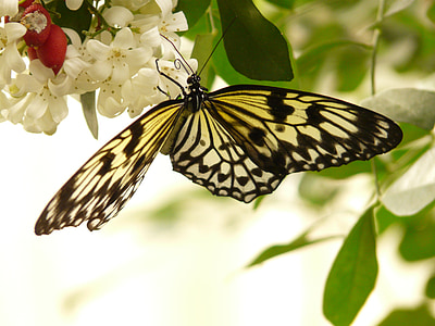 close up photography of paper kite butterfly thumbnail