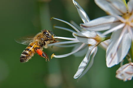 honeybee perching on white flower thumbnail