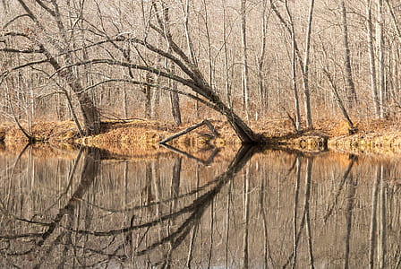 landscape photography of bald trees reflecting on water thumbnail