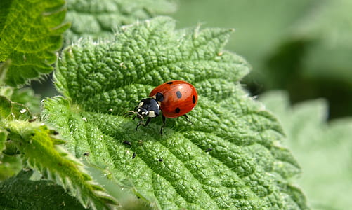 Ladybug Insect thumbnail