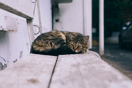 brown and black cat on gray wooden bench thumbnail