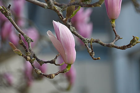 pink magnolia flower thumbnail