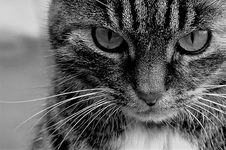grayscale close-up photo of cat thumbnail