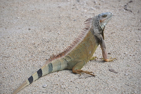 green lizard on ground thumbnail
