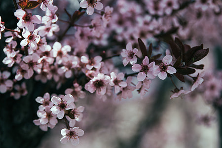 white flowered tree thumbnail