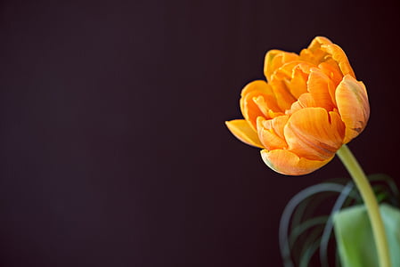 orange tulip in bloom close up photo thumbnail