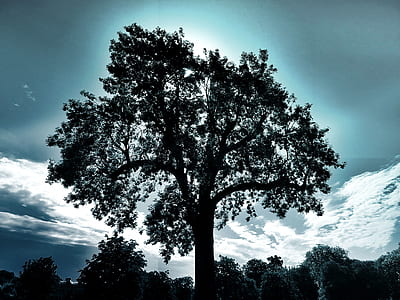 dawn, landscape, nature, sky thumbnail