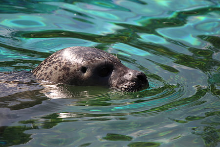 black and gray sea lion on body of water thumbnail