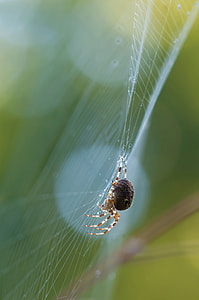 shallow focus photography of brown barn spider on web thumbnail