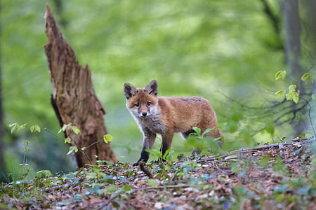 wild photography of brown fox beside wood thumbnail