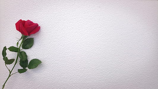 photo of red rose on white surface thumbnail