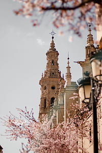 cherry blossom trees near building thumbnail