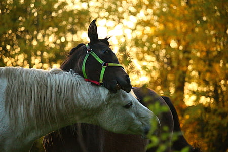 two black and white horse inside forest thumbnail