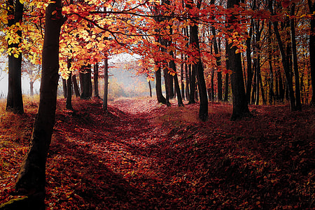 maple trees with leaves on the ground during daytime thumbnail