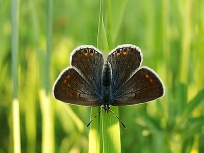 selective focus photo of brown and orange moth perch on green grass thumbnail