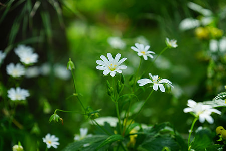 selective focus photography of white flower thumbnail